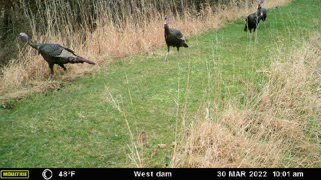 2022 is the first time we've officially seen wild turkeys on the property!