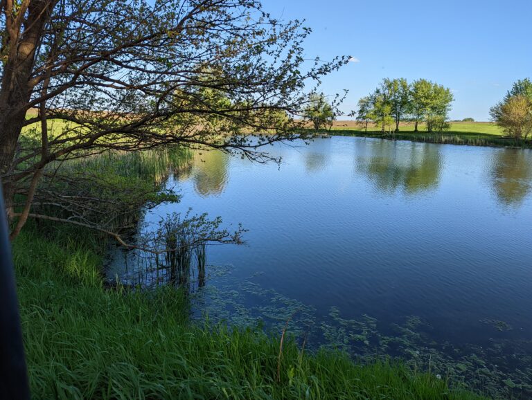 The pond, Spring 2022
